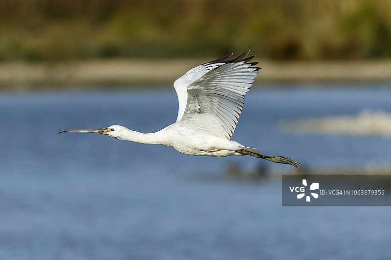 在泻湖底部的白琵鹭图片素材