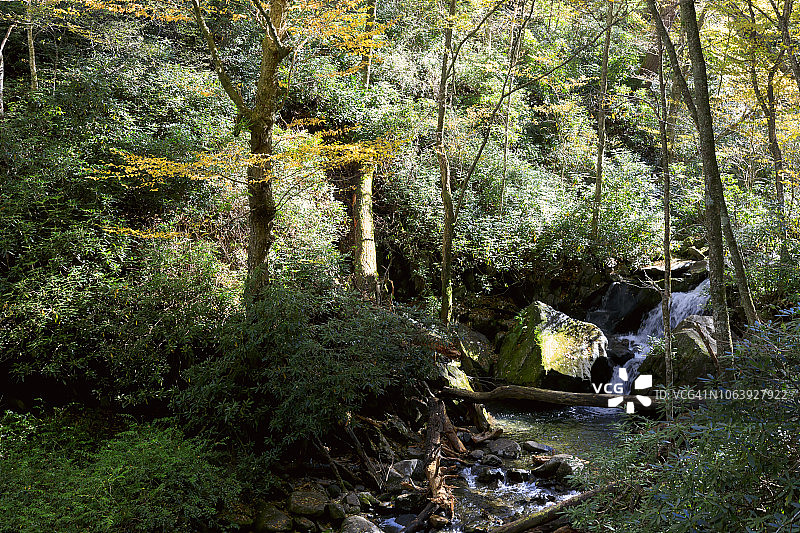 秋季特里廉峡谷小径，大雾山国家公园图片素材