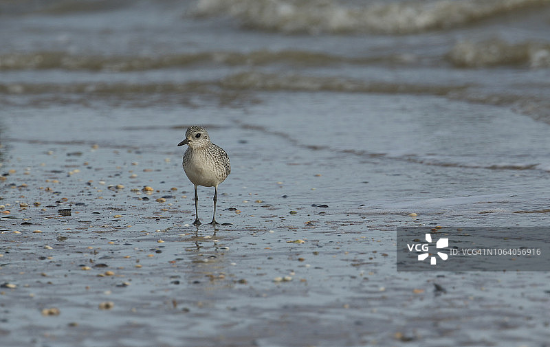 一只美丽的灰斑鸻在肯特海滩上觅食图片素材