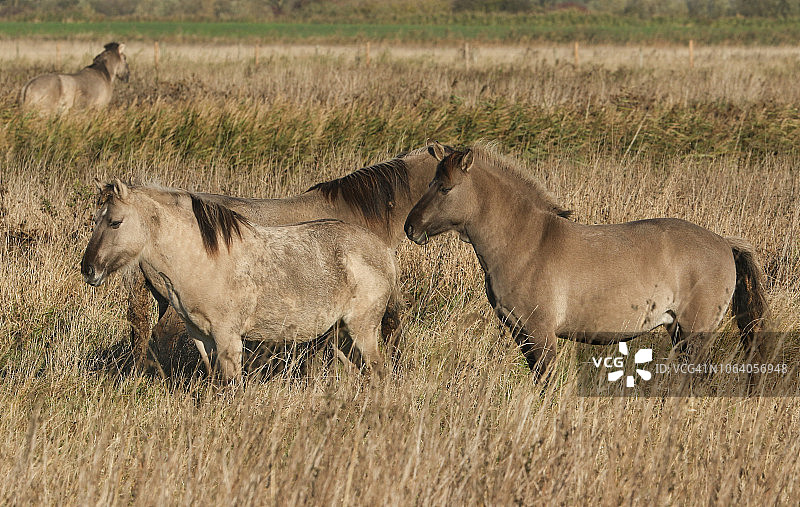 在英国Burwell Fen吃草的柯尼克马图片素材