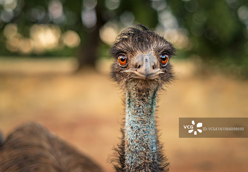 蓝喉咙、橙色眼睛的鸸鹋看着镜头的特写照片图片素材