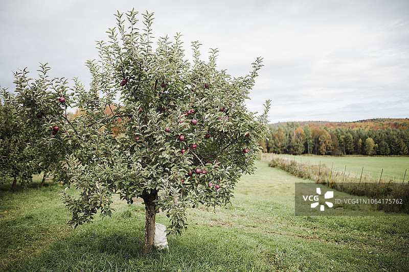 苹果树图片素材