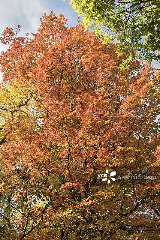 波特兰的秋叶色彩图片素材