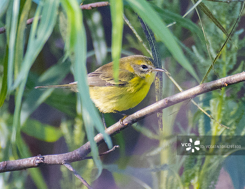 草原莺图片素材