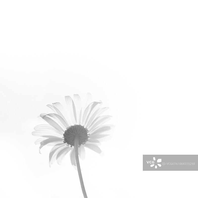 艺术雏菊图片素材