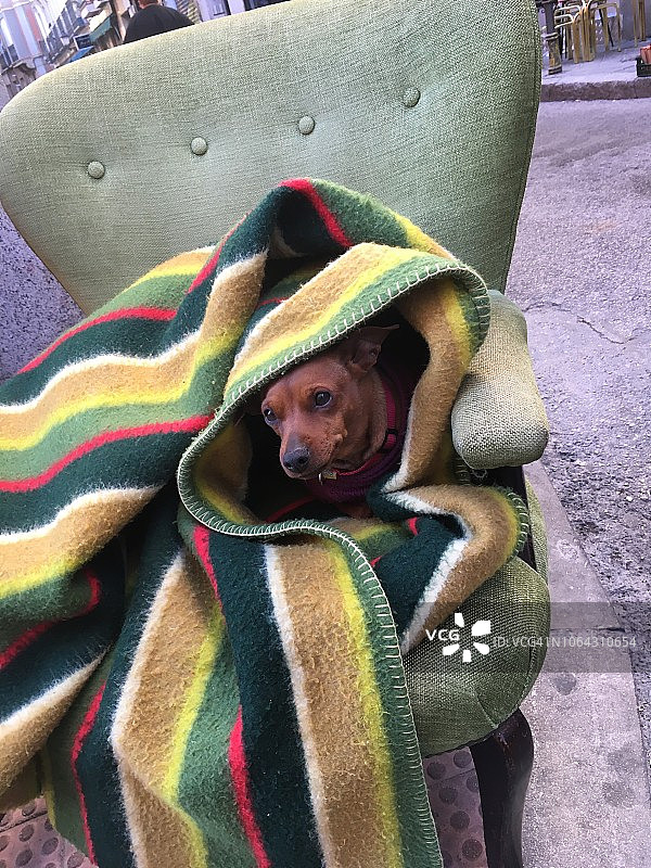 在马德里冬季市场外，坐在椅子上裹着毯子的狗狗图片素材