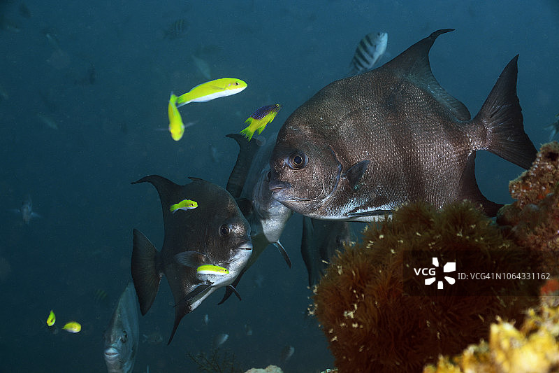 大西洋。图片素材
