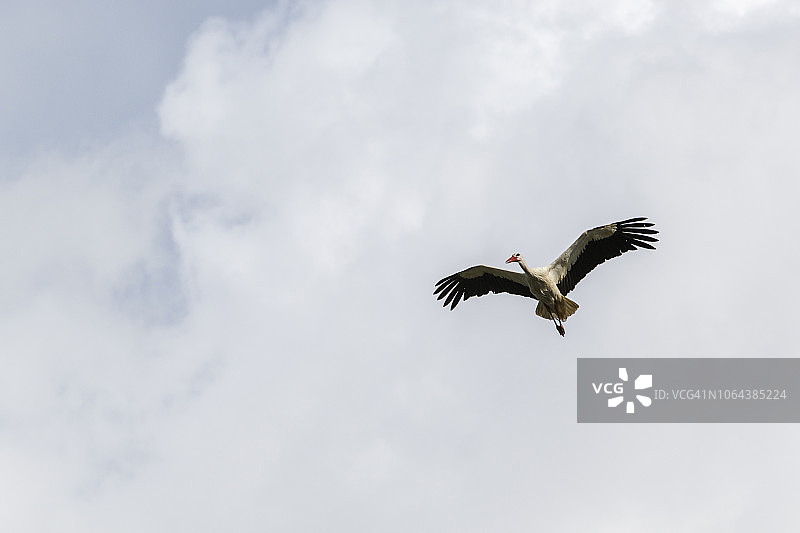 飞行中的白鹳图片素材