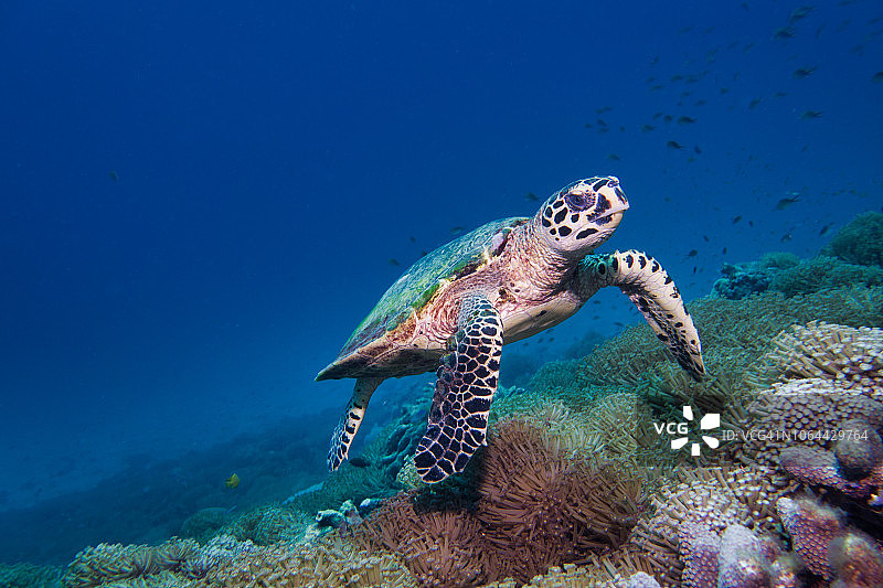 极危玳瑁罕见水下相遇图片素材