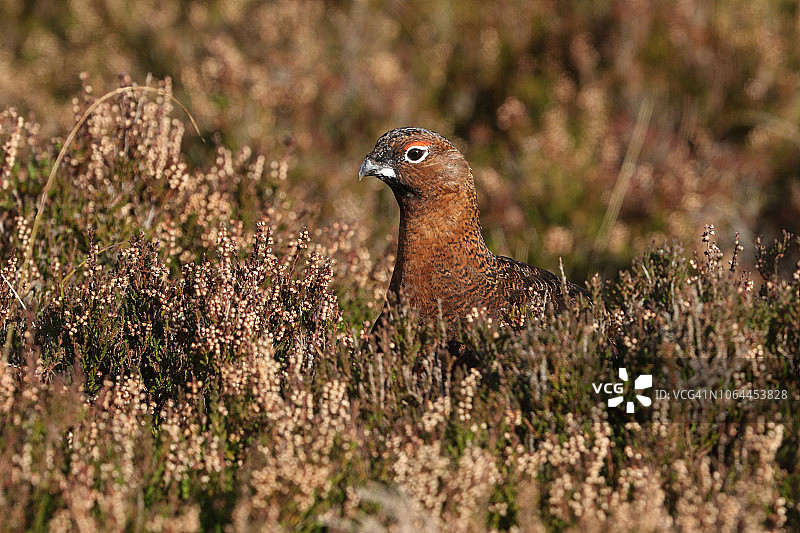 站在苏格兰高地石楠花丛中的美丽的红雷鸟图片素材