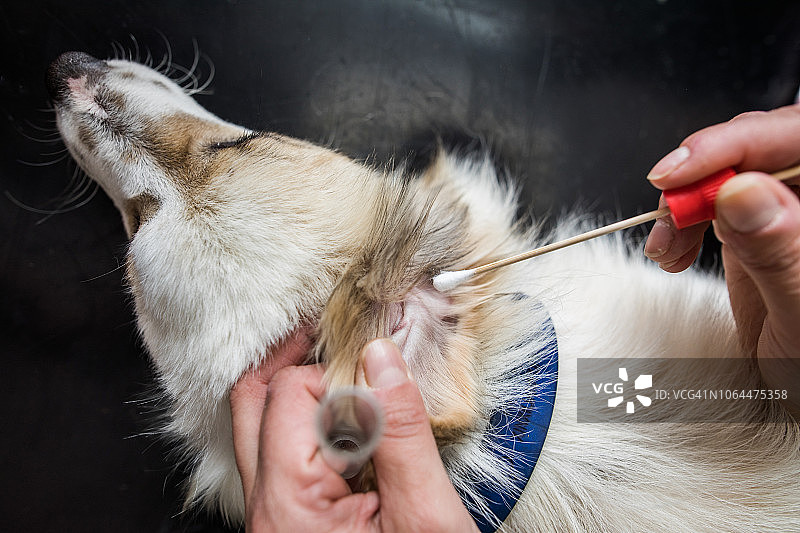 在动物医院从狗的耳朵取样的特写图片素材