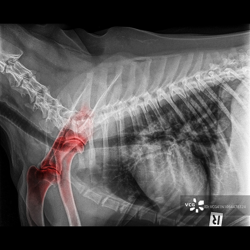狗胸部侧位X光片：红色高亮前肢骨退行性关节病图片素材