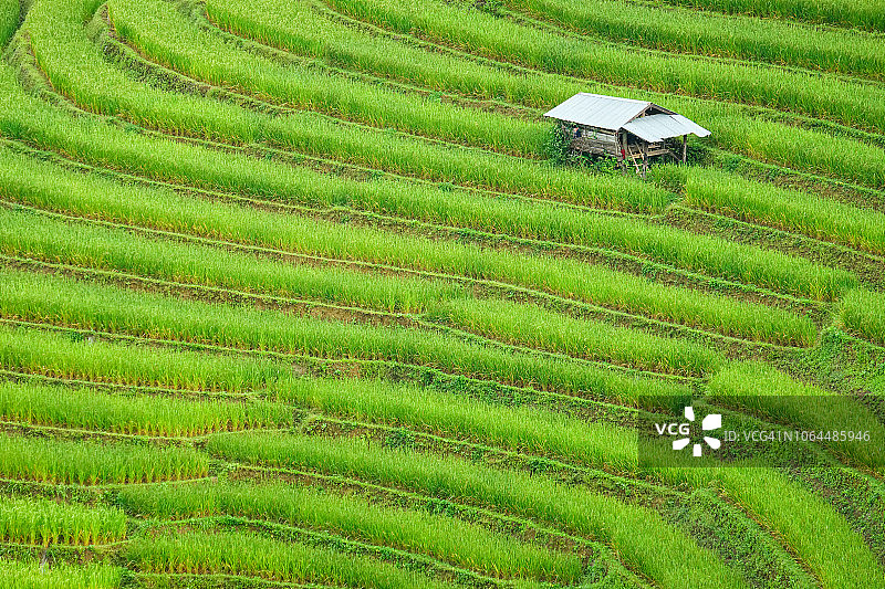亚洲的绿色梯田背景图片素材