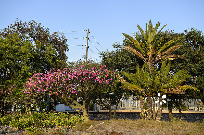 美国加利福尼亚州奥克斯纳德街道上的粉色山茱萸树和棕榈树图片素材
