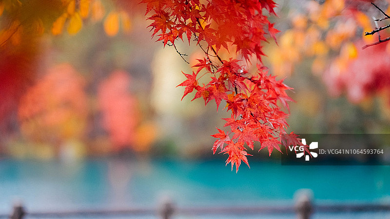 秋色红叶图片素材