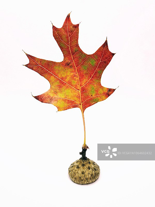 红橡树叶图片素材
