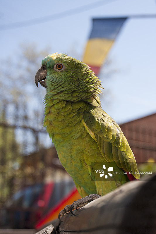 绿松石额亚马逊鹦鹉肖像，Hello Coco!，罗马尼亚图片素材