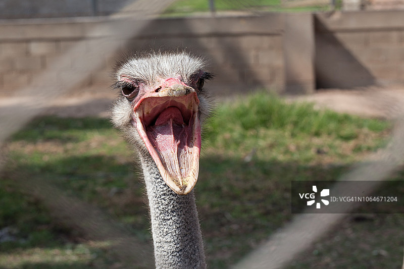 鸵鸟肖像图片素材
