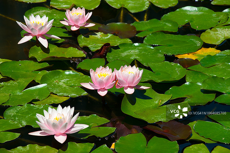 粉色睡莲图片素材