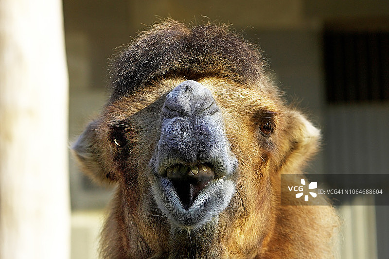 骆驼的面部特写图片素材