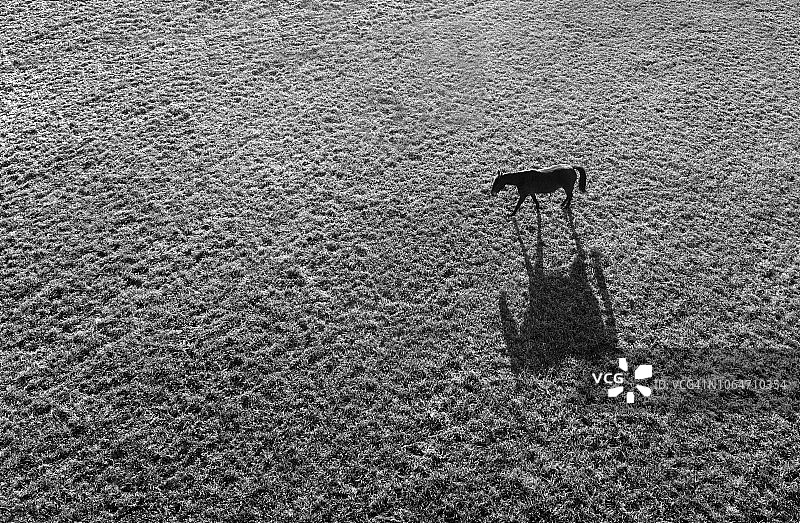 田野里的马图片素材