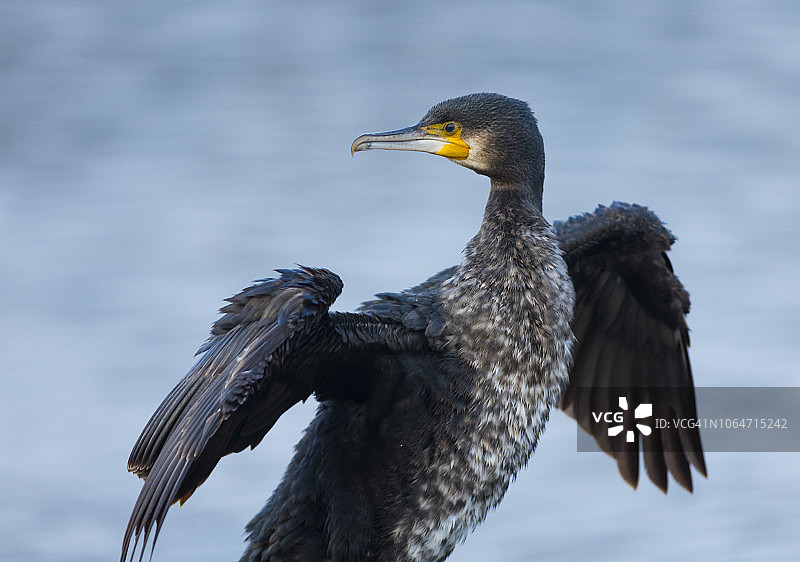普通鸬鹚图片素材
