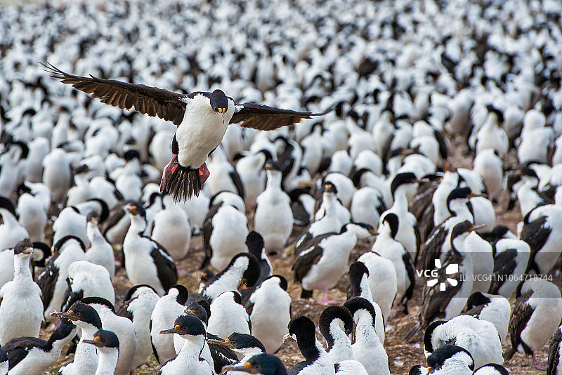 帝王鸬鹚，皇家鸬鹚，南乔治亚岛图片素材