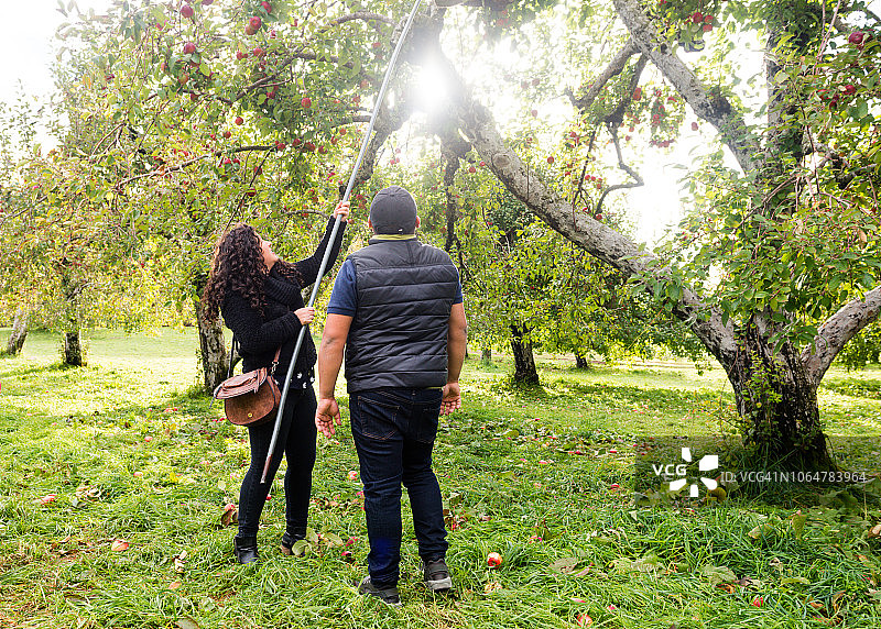 在纽约州北部乡村摘苹果的年轻西班牙裔夫妇图片素材