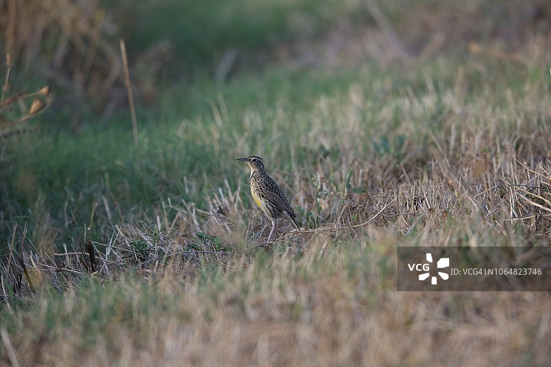 西方草地鹨图片素材