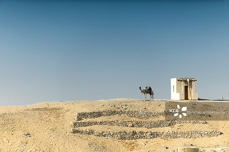 埃及萨卡拉左塞尔金字塔附近的骆驼图片素材