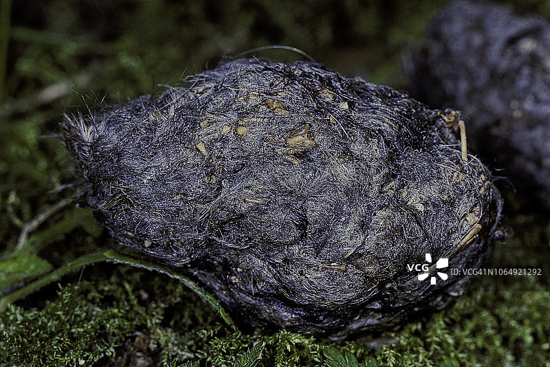 仓鸮反刍的食茧图片素材