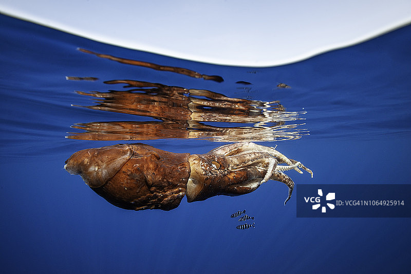 舵鱼在漂浮于海面、奄奄一息的巨型鱿鱼下寻求庇护。鱿鱼似乎在抹香鲸的袭击中幸存了下来。意大利，佩拉戈斯保护区，地中海图片素材