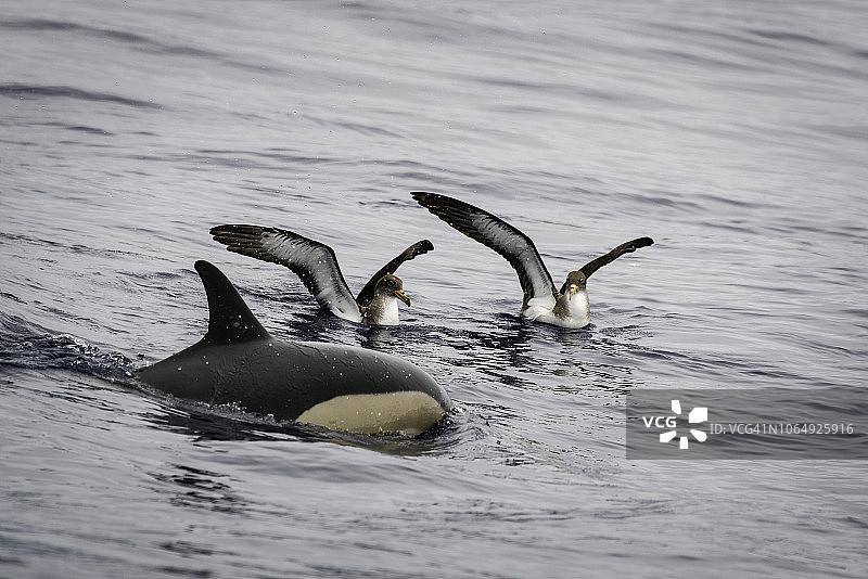 两只科里海鸥注视着普通海豚游过。大西洋，亚速尔群岛，葡萄牙。图片素材