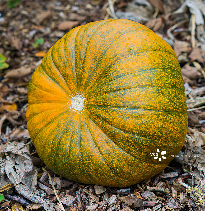 花园里的绿色有机大南瓜万圣节装饰蔬菜图片素材