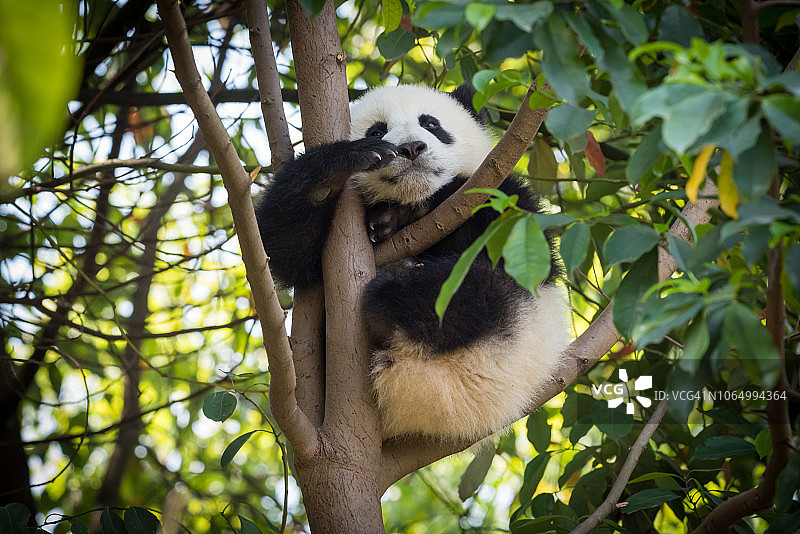 树上睡觉的熊猫幼崽图片素材