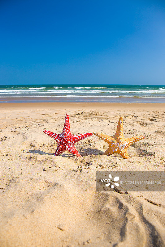 沙滩上的海星图片素材