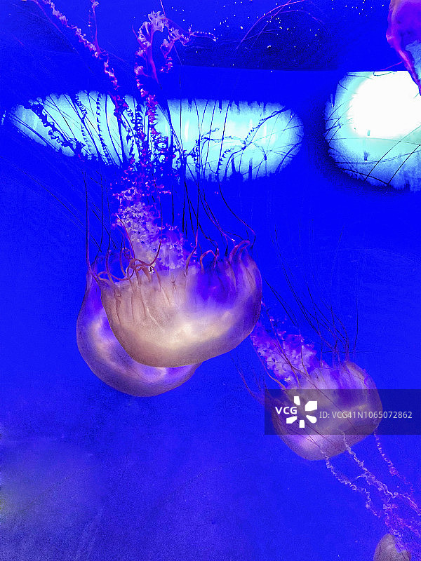 棕色海荨麻水母图片素材