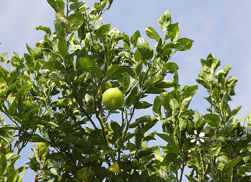 蜜柑树图片素材