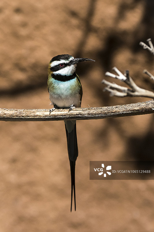白喉蜂虎图片素材