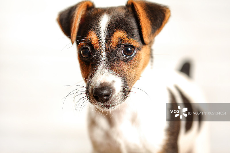 两个月大的杰克罗素梗犬幼犬，白色背景工作室拍摄，头部细节图片素材