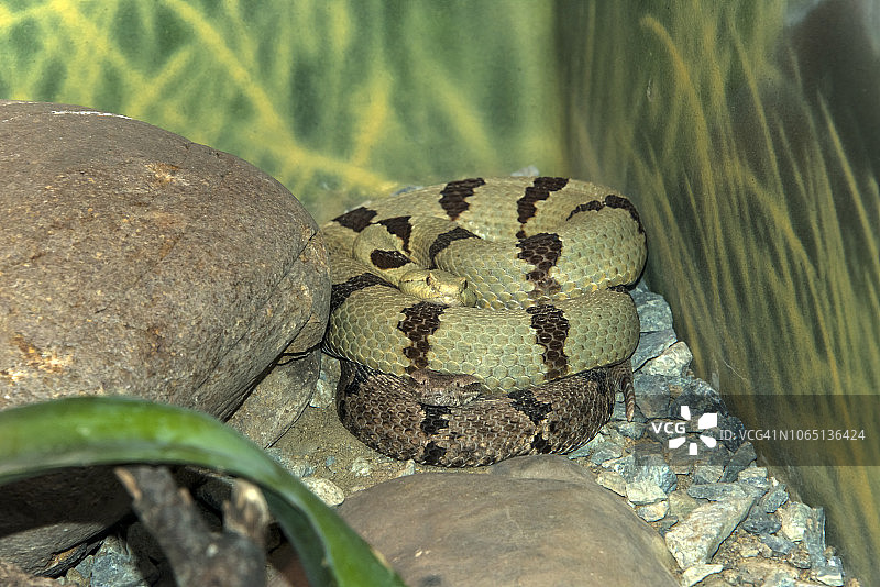 带状岩石响尾蛇图片素材