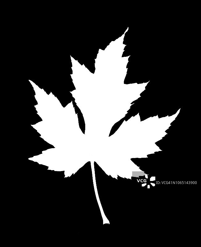 黑色背景上的白色枫叶图片素材