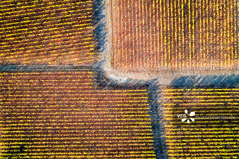 从天空看法国：勃艮第的葡萄园图片素材