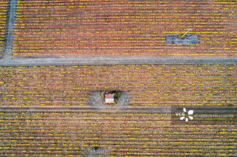 从天空看法国：勃艮第的葡萄园图片素材