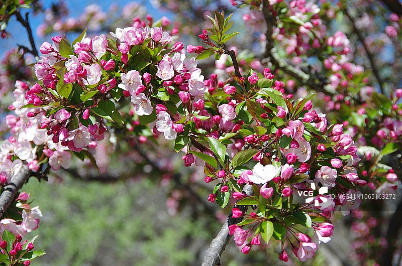 盛开的垂枝樱花树图片素材