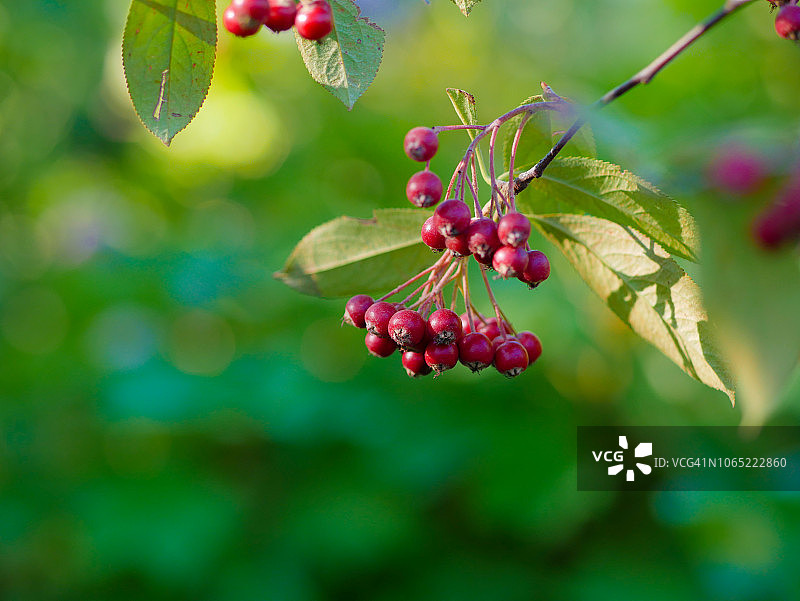 玫瑰果图片素材