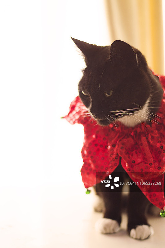 可爱猫圣诞节主题图片素材