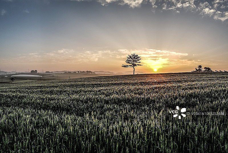 麦田上的日出图片素材