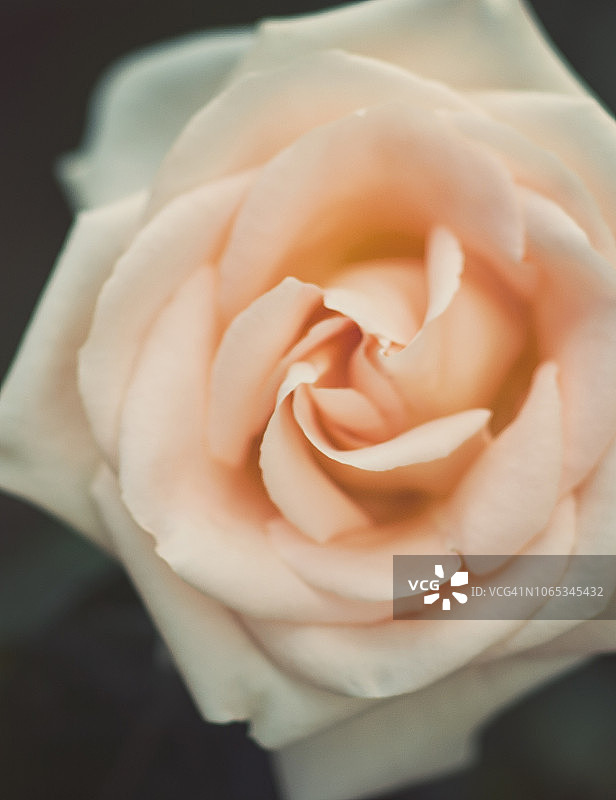 奶油玫瑰花蕾特写图片素材