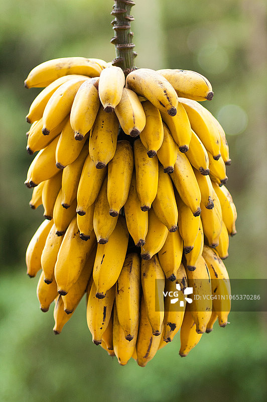 串香蕉图片素材